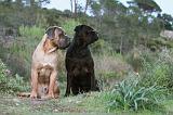 CANE CORSO 171